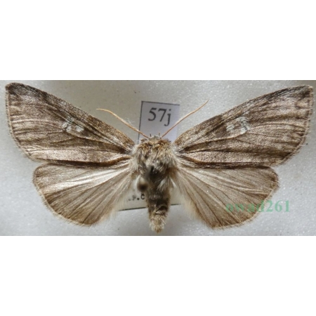 Tethea or (Denis & Schiffermüller, 1775) Falica or Czech57j
